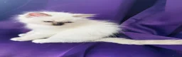 Ragdoll cats for sale: GCCF registered Ragdolls - Advert 7