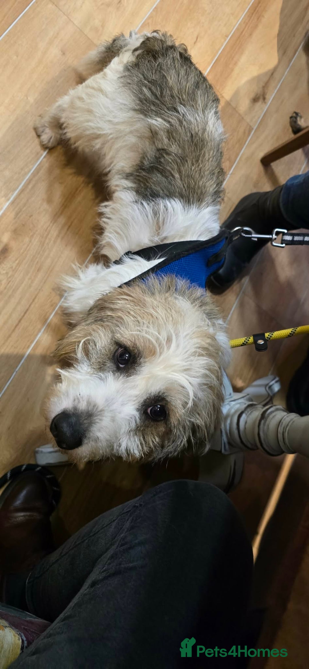 Mixed Breed dogs for adoption: TINK  - Advert 5