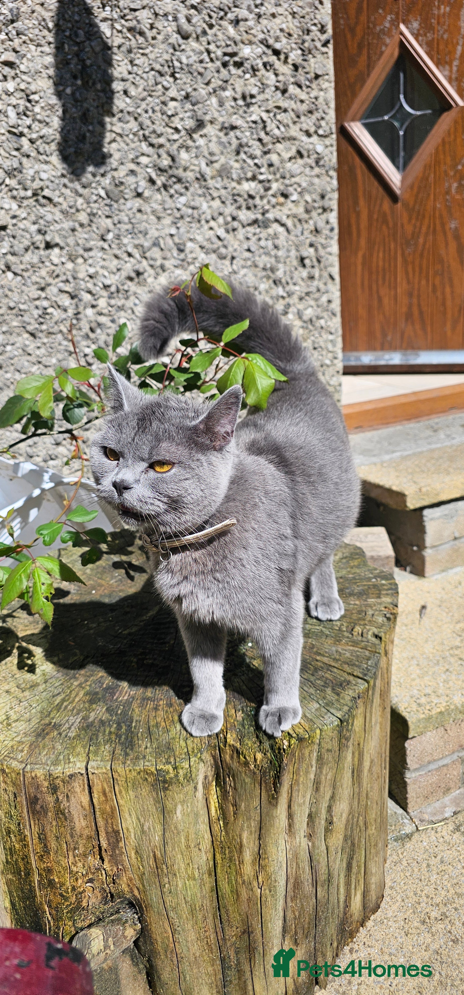 British Shorthair cats Kittens and adult cats for sale  - Advert 2