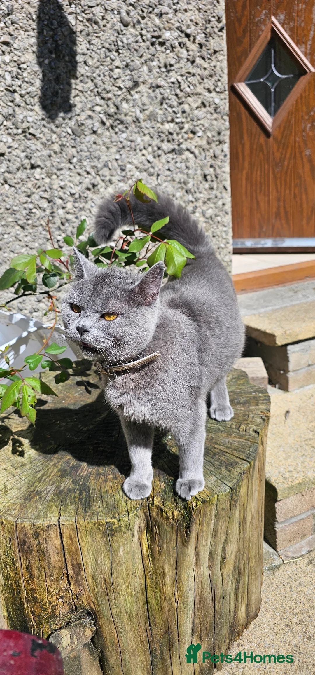 British Shorthair cats for sale: Kittens and adult cats for sale  - Advert 2