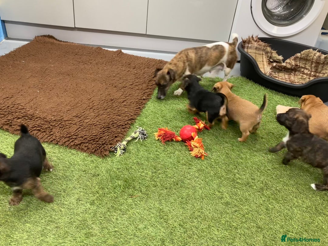 Mixed Breed dogs for sale: Border Terrier cross  - Image 11