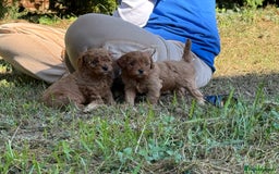 Cavapoo dogs for sale: Premium F1B Toy Red Cavapoo - 2 LEFT - Image 14