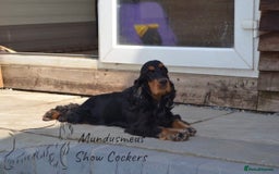 Cocker Spaniel dogs for sale: Show quality pups available  - Image 13