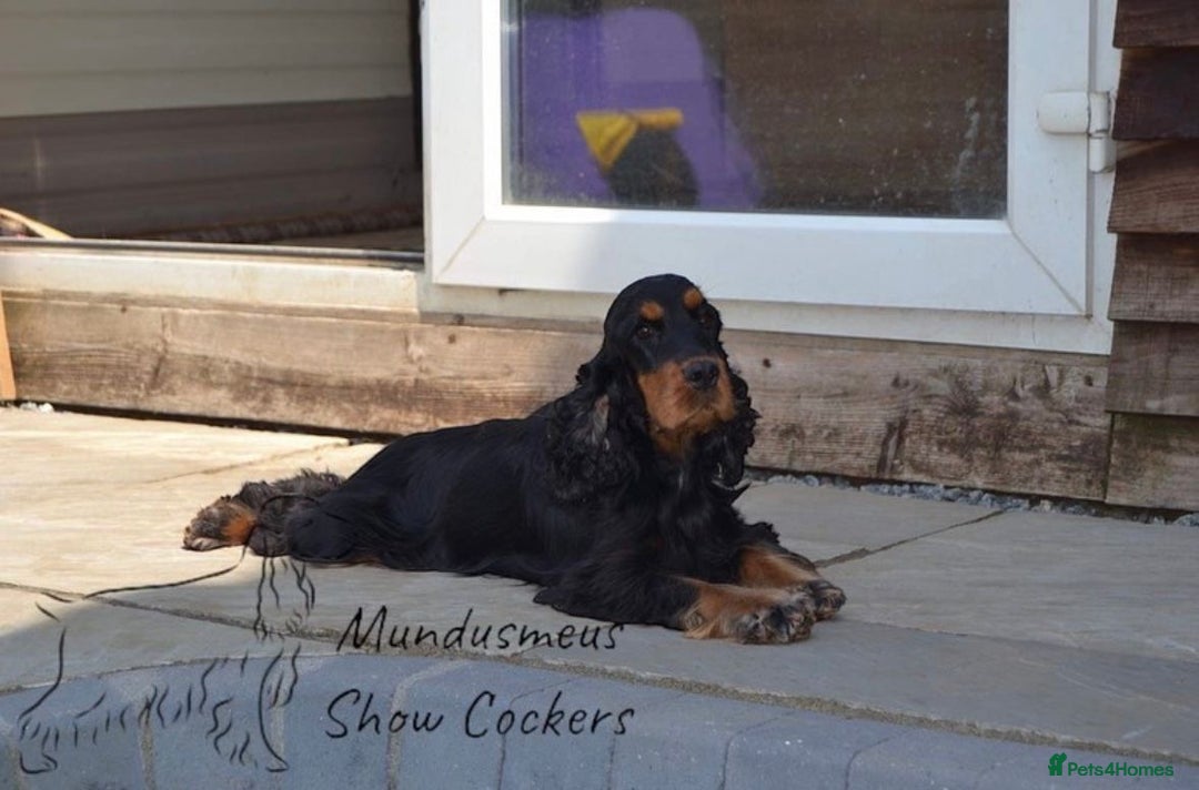 Cocker Spaniel dogs for sale: Show quality pups available  - Image 13