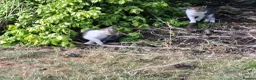 Mixed Breed cats for sale: 2 lively kittens for sale in Ilkeston - Advert 7