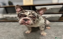French Bulldog dogs for sale: French bulldog - Advert 4