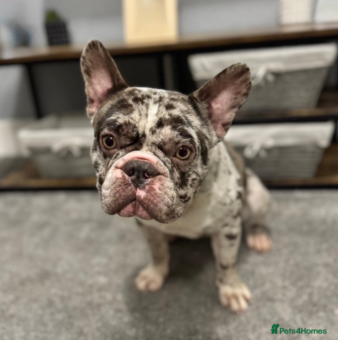 French Bulldog dogs for sale: French bulldog - Advert 4