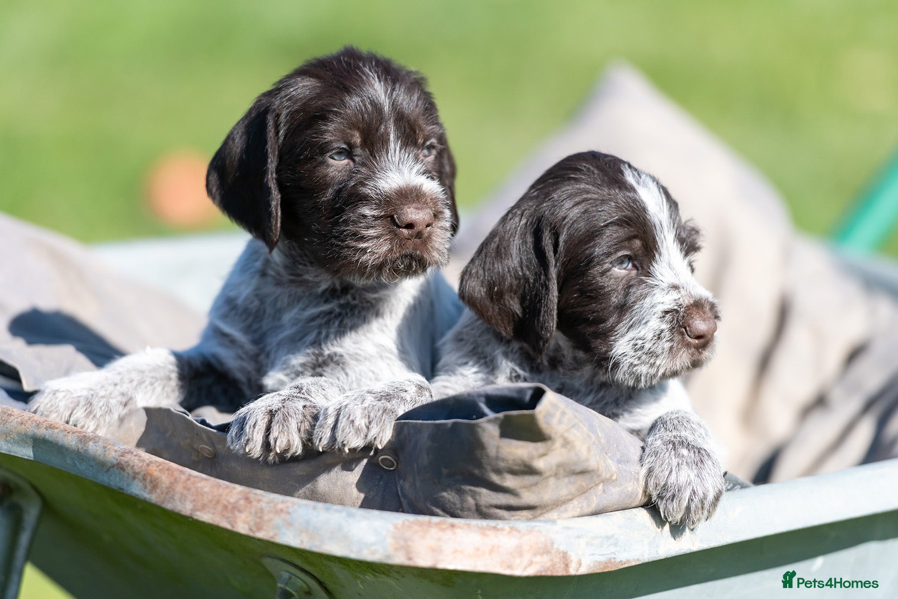 German Wirehaired Pointer dogs READY TO GO! HEALTH CHECKED, VACC. KC REG GWP PUPS - Advert 6