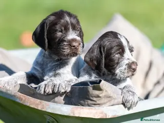 German Wirehaired Pointer dogs READY TO GO! HEALTH CHECKED, VACC. KC REG GWP PUPS - Advert 6