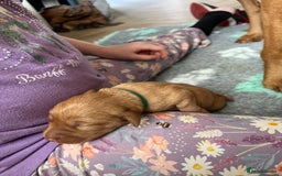 Labrador Retriever dogs for sale: KC Registered Fox red Labradors - Image 12