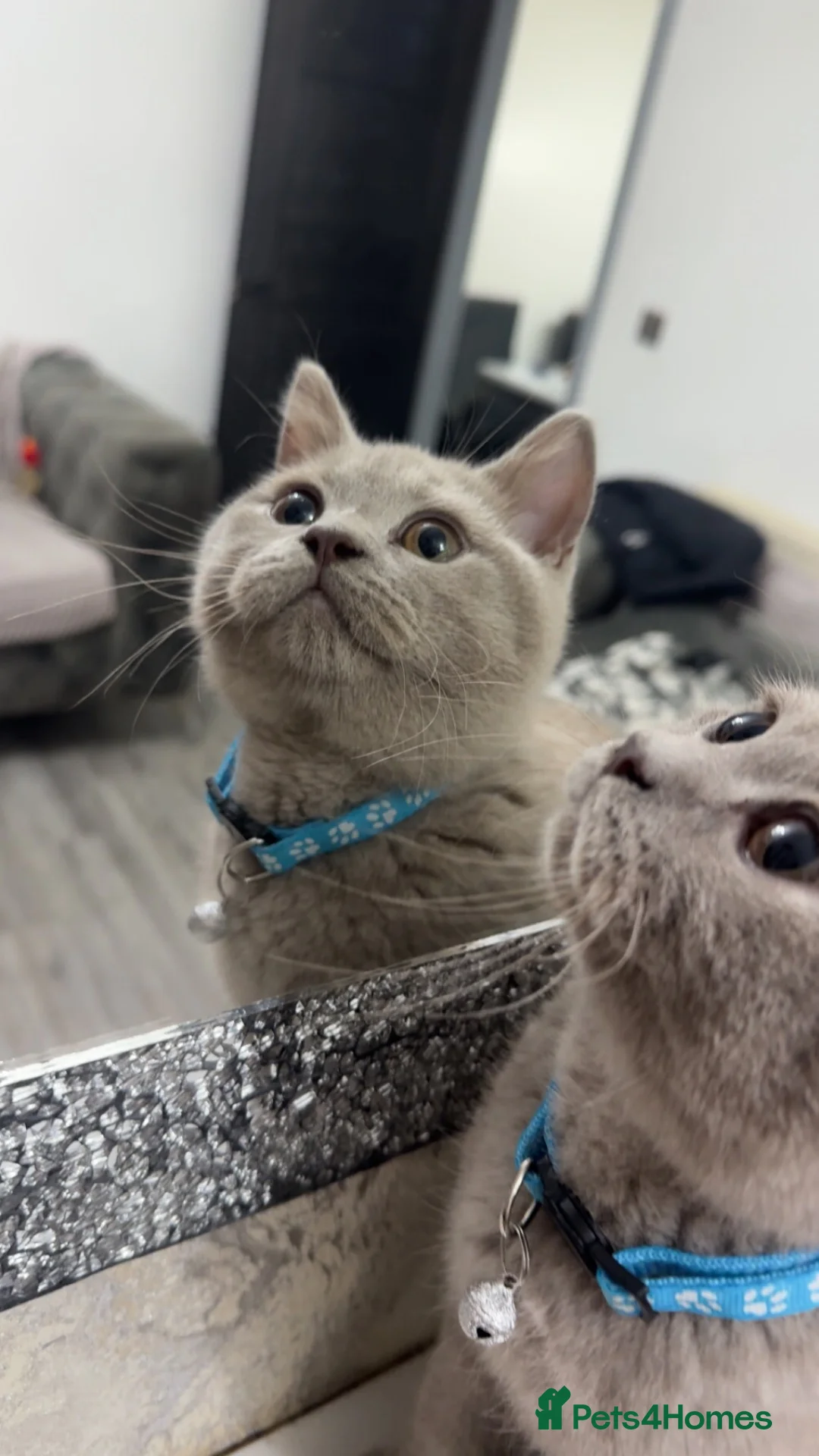 British Shorthair cats for sale: Lilac British short hair  in Birmingham - Advert 2
