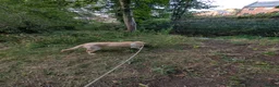 Labrador Retriever dogs for sale: Trained 12 month old male Labrador  - Advert 2