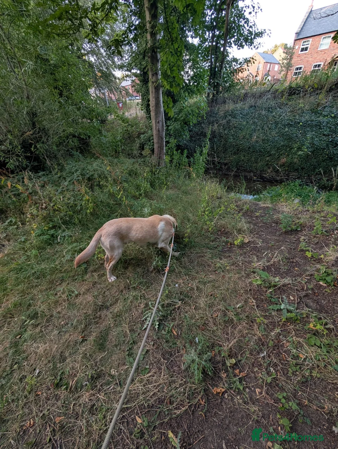 Labrador Retriever dogs for sale: Trained 12 month old male Labrador  - Advert 2