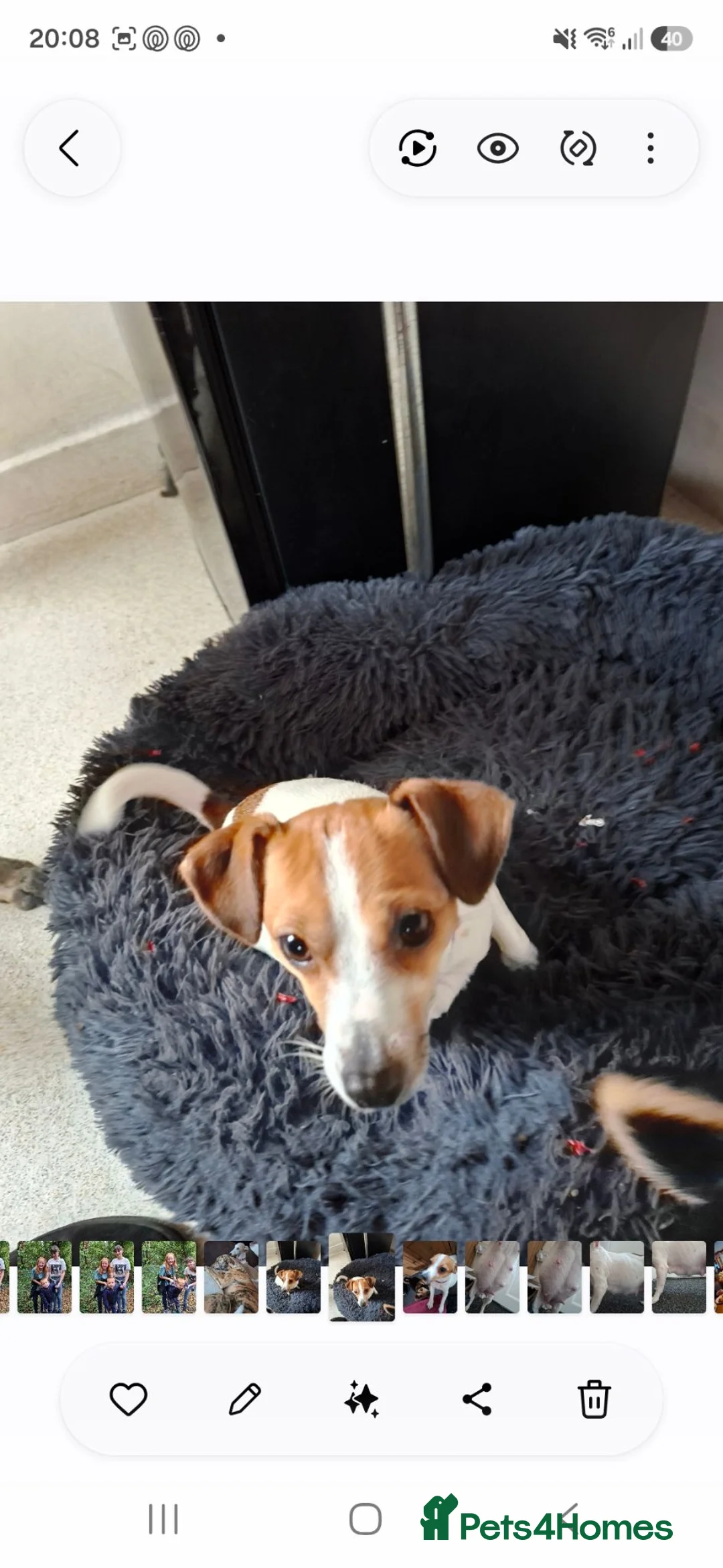 Jack Russell dogs for sale: Jack russell puppies ready to leave - Advert 1