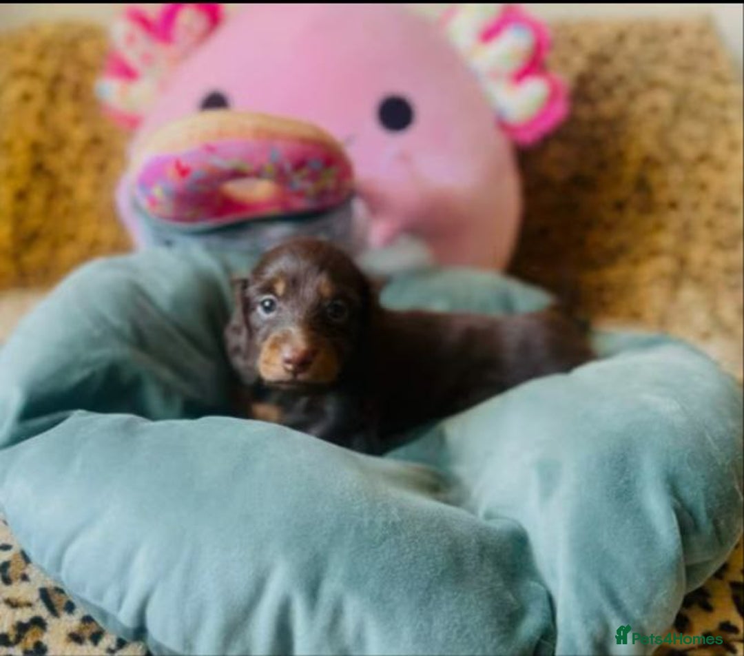 Miniature Dachshund dogs for sale: Long Haired Miniature Dachshund Puppies - Image 3