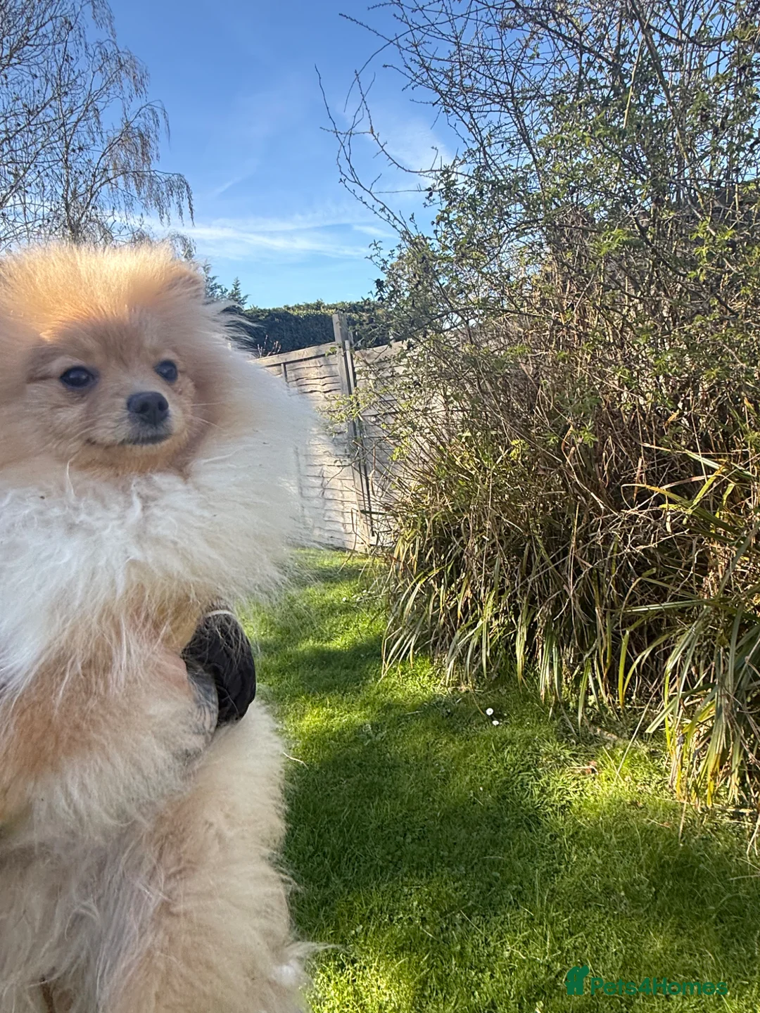 Pomeranian dogs for sale: Beautiful Boy Pomeranian For Reluctant Sale  in Hatfield - Advert 2