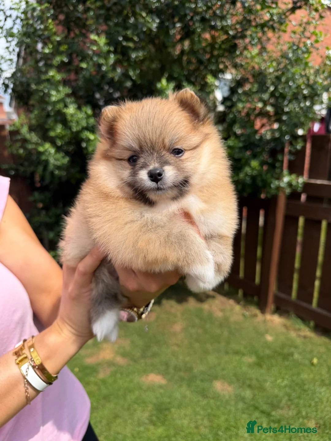 Pomeranian dogs for sale: 🧡 KC ORANGE SABLE POMERANIAN GIRL 🧡 in Thirsk - Advert 2