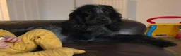 Cocker Spaniel dogs for sale: Stunning show cocker  in Holsworthy - Advert 2