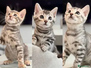 Bengal cats Rare Pedigree Blue and Silver Bengals - Advert 10