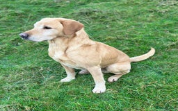 Labrador Retriever dogs for sale: Stunning Working bred yellow Labs Raised in home - Image 12