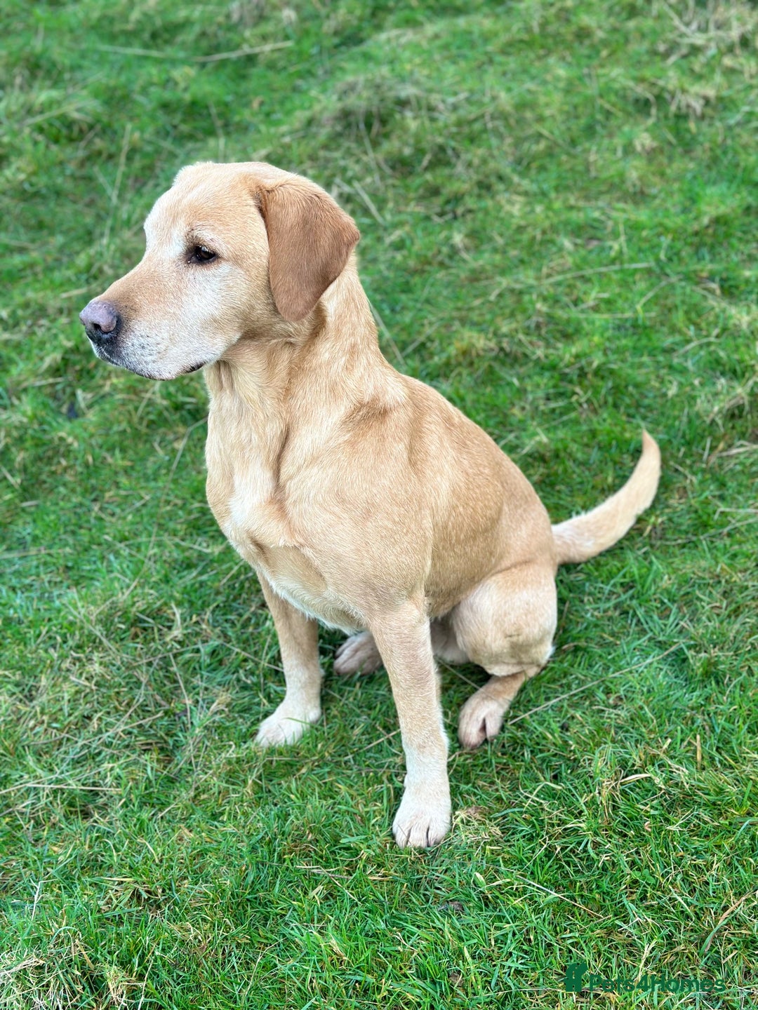 Labrador Retriever dogs for sale: Stunning Working bred yellow Labs Raised in home - Image 12