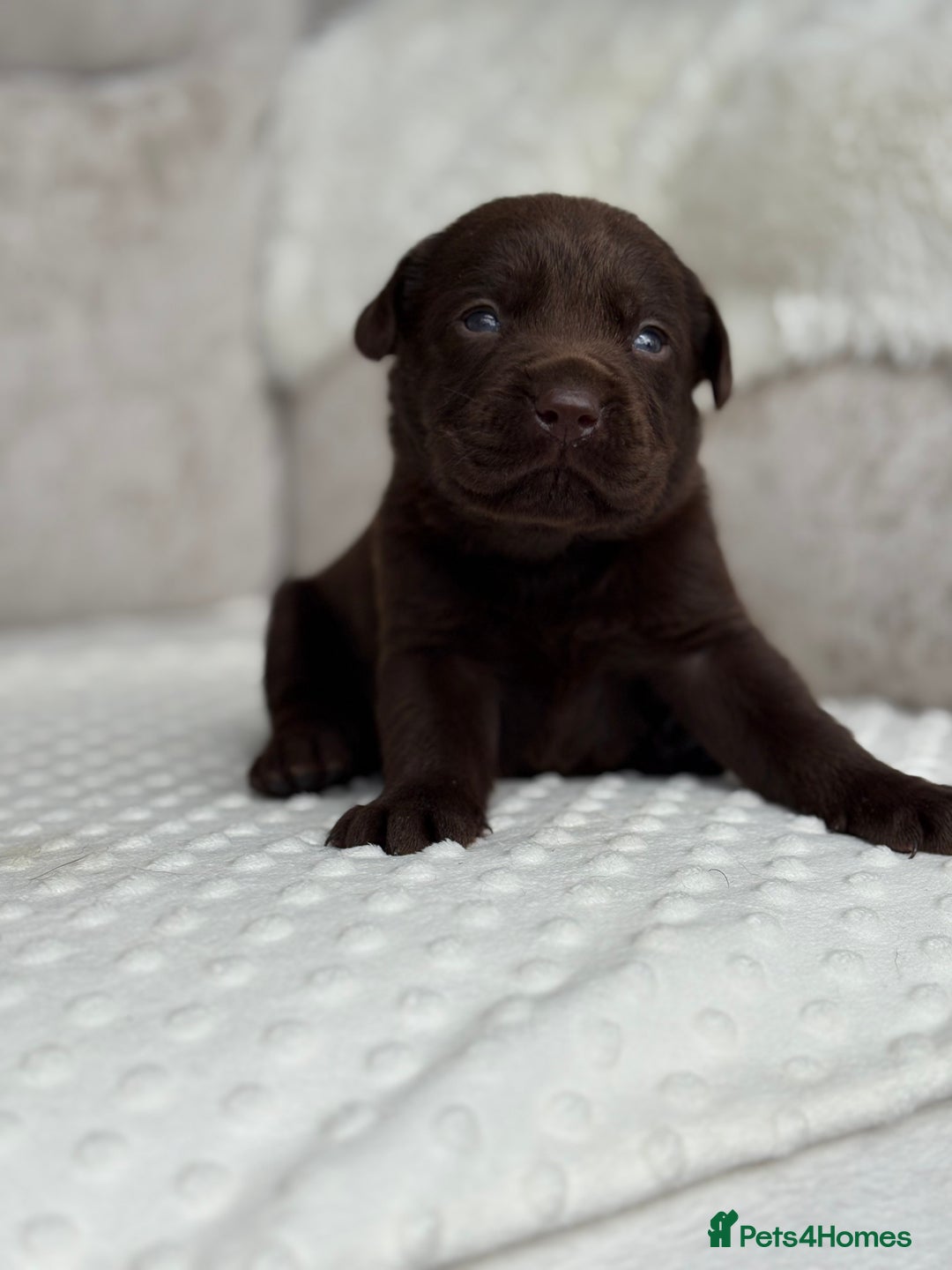 Labrador Retriever dogs for sale: Stunning chocolate Labrador’s with silver jeans  - Image 10