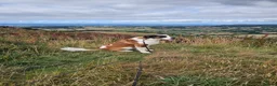 Saint Bernard dogs for stud: Saint Bernard Stud KC registered  in Stanley - Advert 2