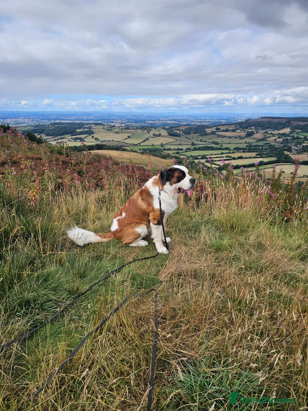 Saint Bernard dogs for stud: Saint Bernard Stud KC registered  in Stanley - Advert 2