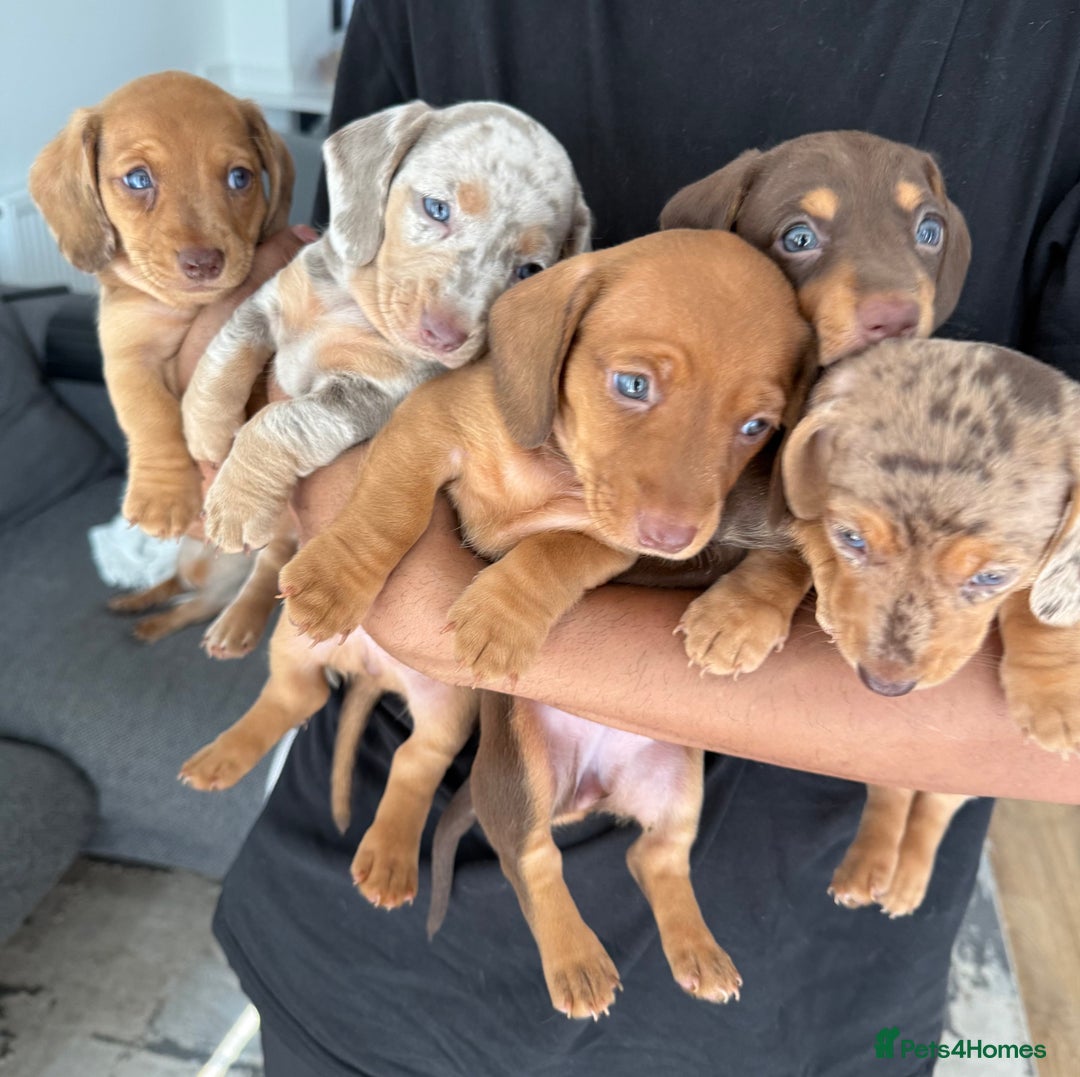 Dachshund dogs for sale: Miniature Dachshund Litter - Image 2