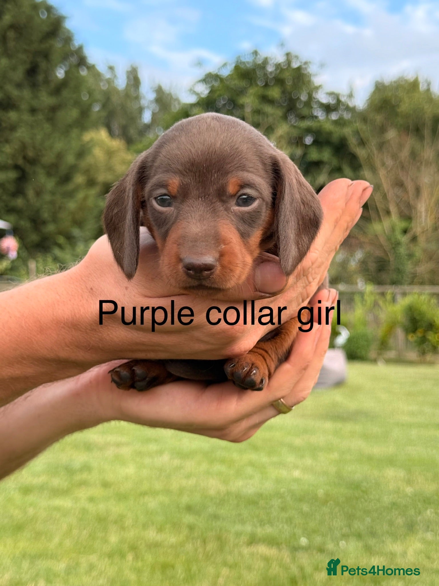 Miniature Dachshund dogs Beautiful miniature dachshund puppies available  - Advert 2