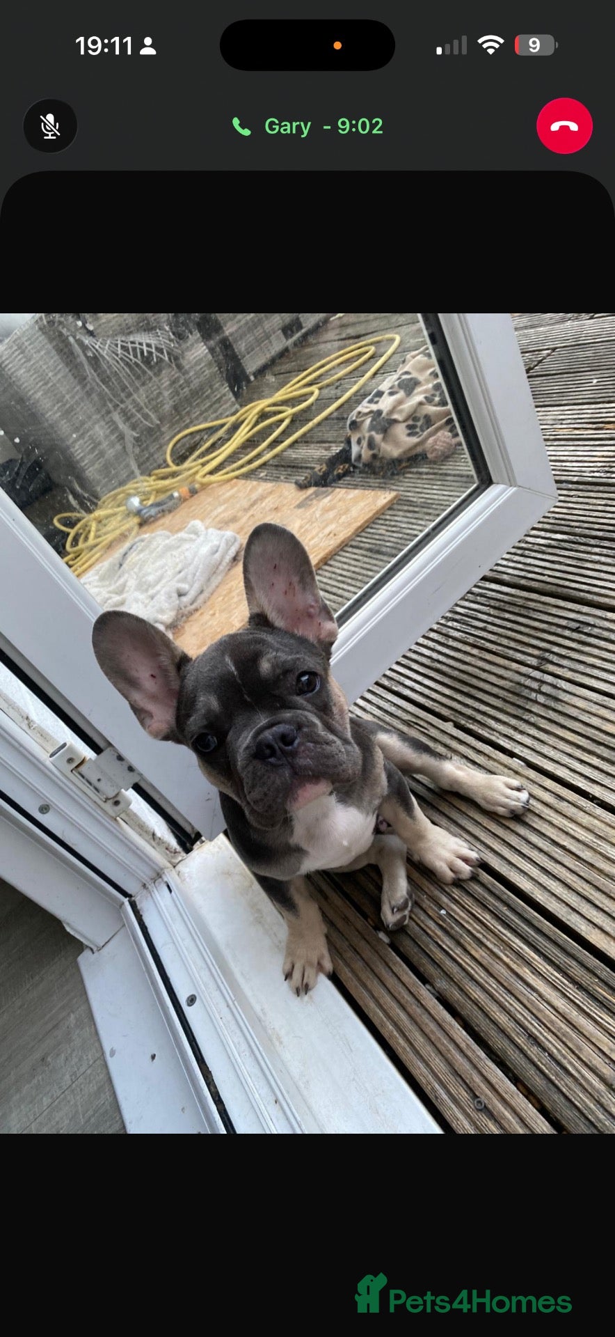 French Bulldog dogs Puppy  - Advert 1