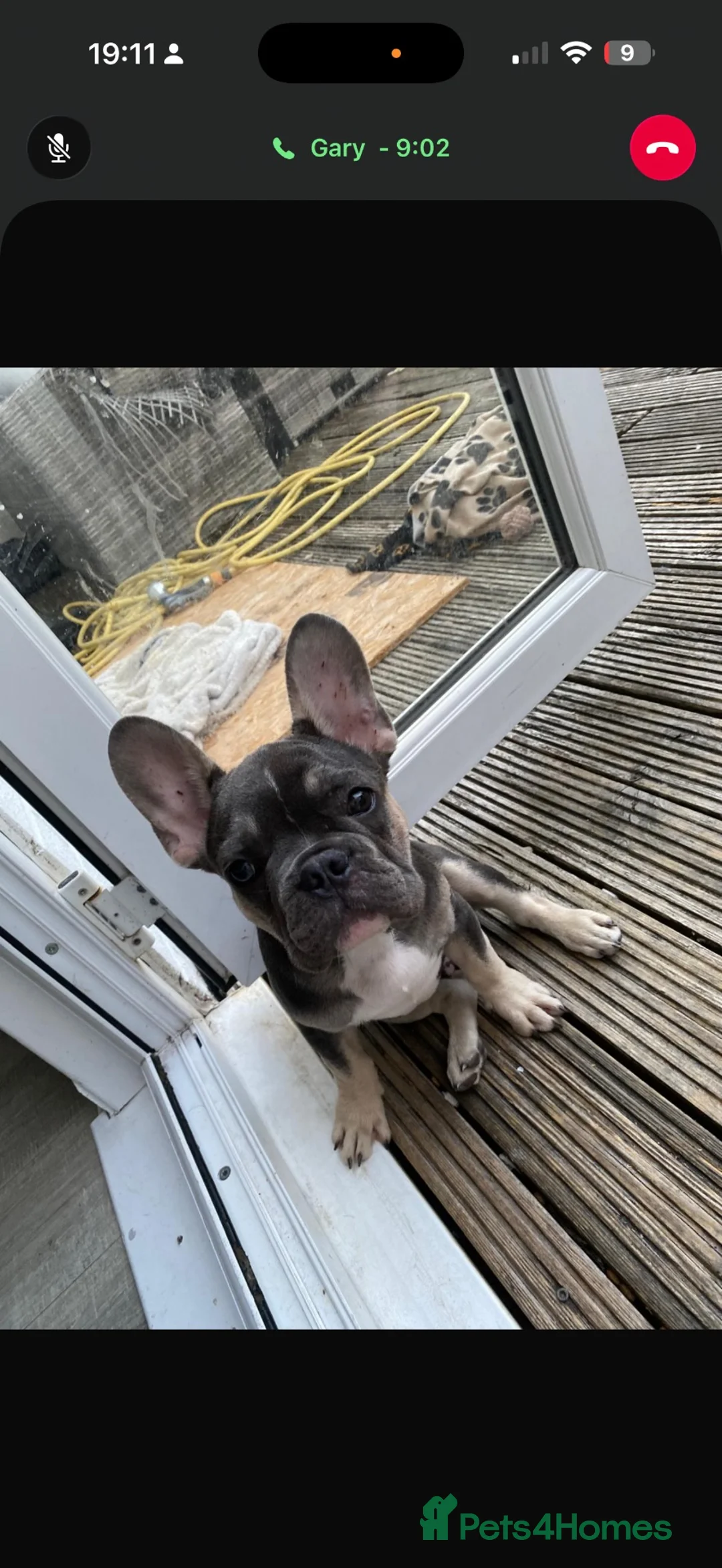 French Bulldog dogs for sale: Puppy  in Gosport - Advert 1