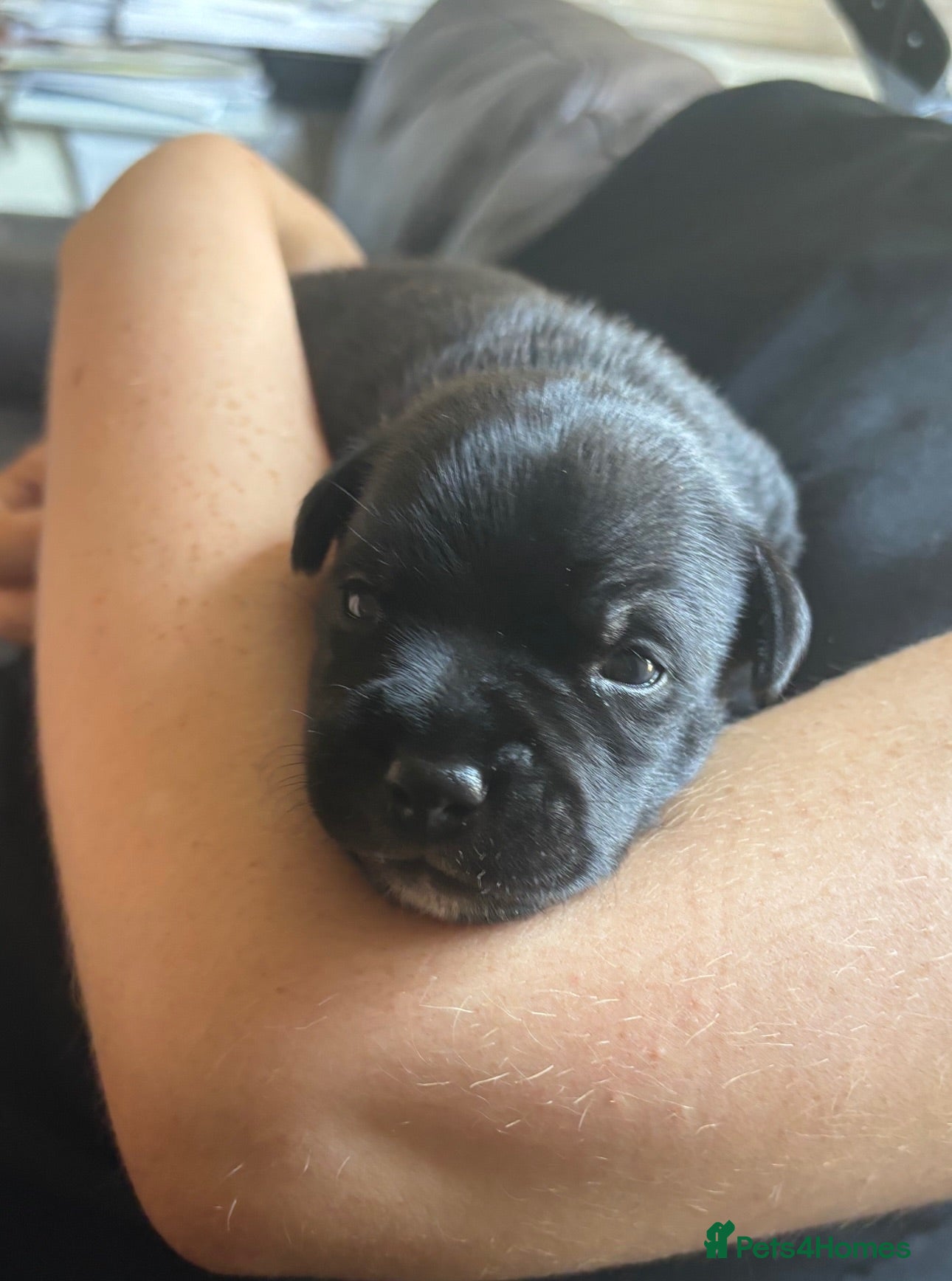 Staffordshire Bull Terrier dogs Stunning Litter 🖤💙 - Advert 9