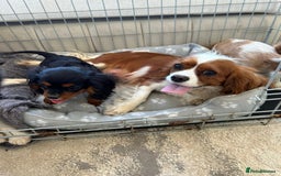 Cavalier King Charles Spaniel dogs for sale: Gorgeous King Charles cavalier puppies  - Image 11