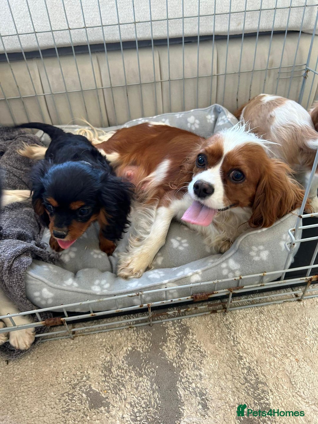 Cavalier King Charles Spaniel dogs for sale: Gorgeous King Charles cavalier puppies  - Image 11