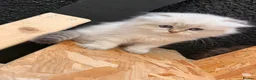 Ragdoll cats for sale: Beautiful show quality Ragdoll x SF kittens - Advert 5
