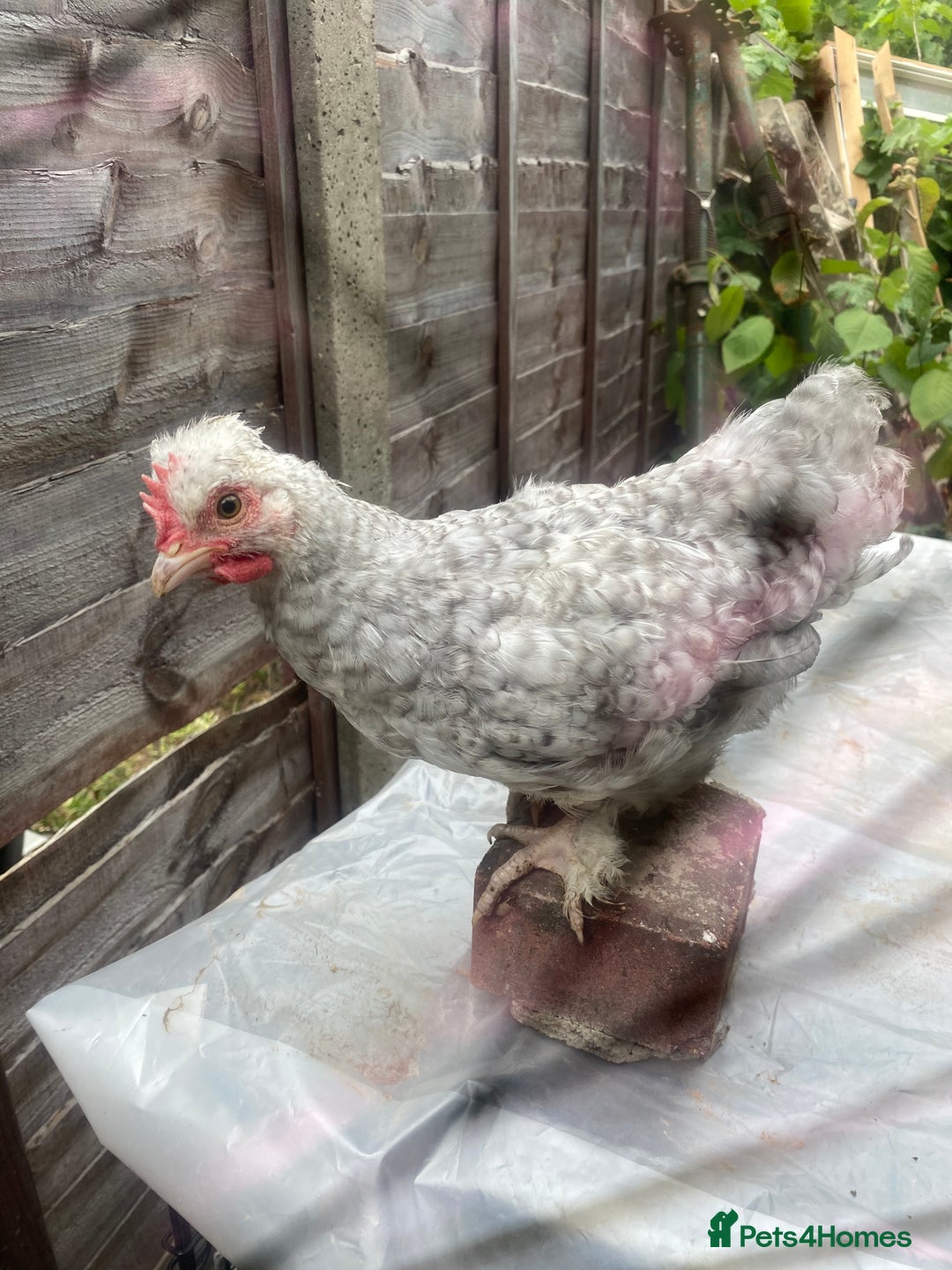 Chickens poultry for sale: Various growers and roos inc sultan, silkie cross  - Image 6
