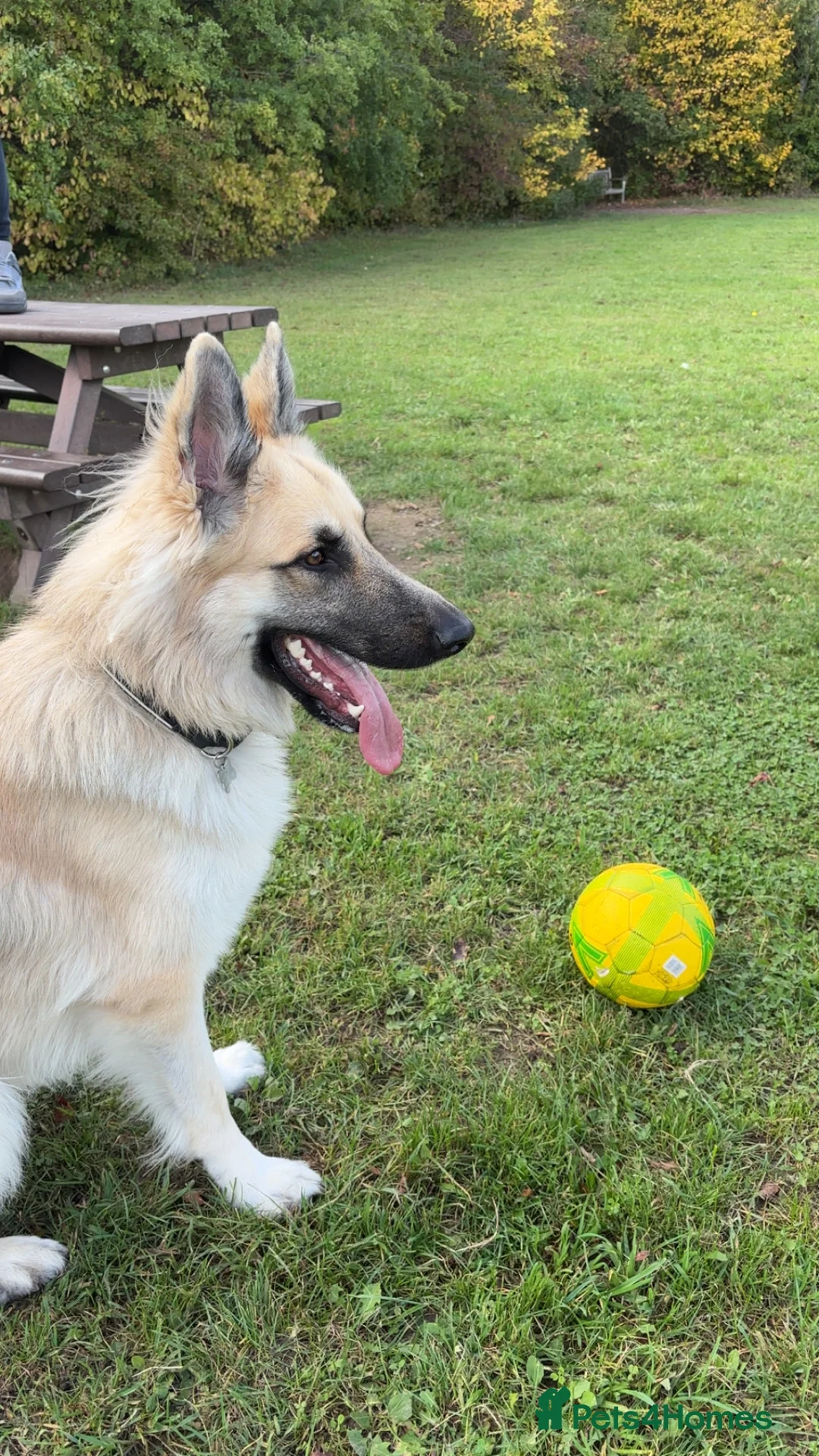 German Shepherd dogs for stud: Long haired German shepherd KC registered stud  - Advert 1
