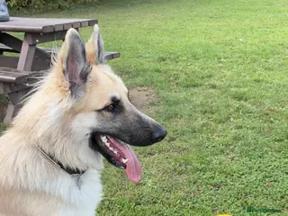 German Shepherd dogs Long haired German shepherd KC registered stud - Advert 1