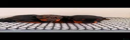 Miniature Dachshund dogs for sale: Miniature Dachshunds - Advert 9