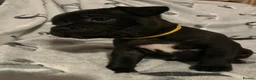 Staffordshire Bull Terrier dogs for sale: Black/blue staffy pups - Advert 22