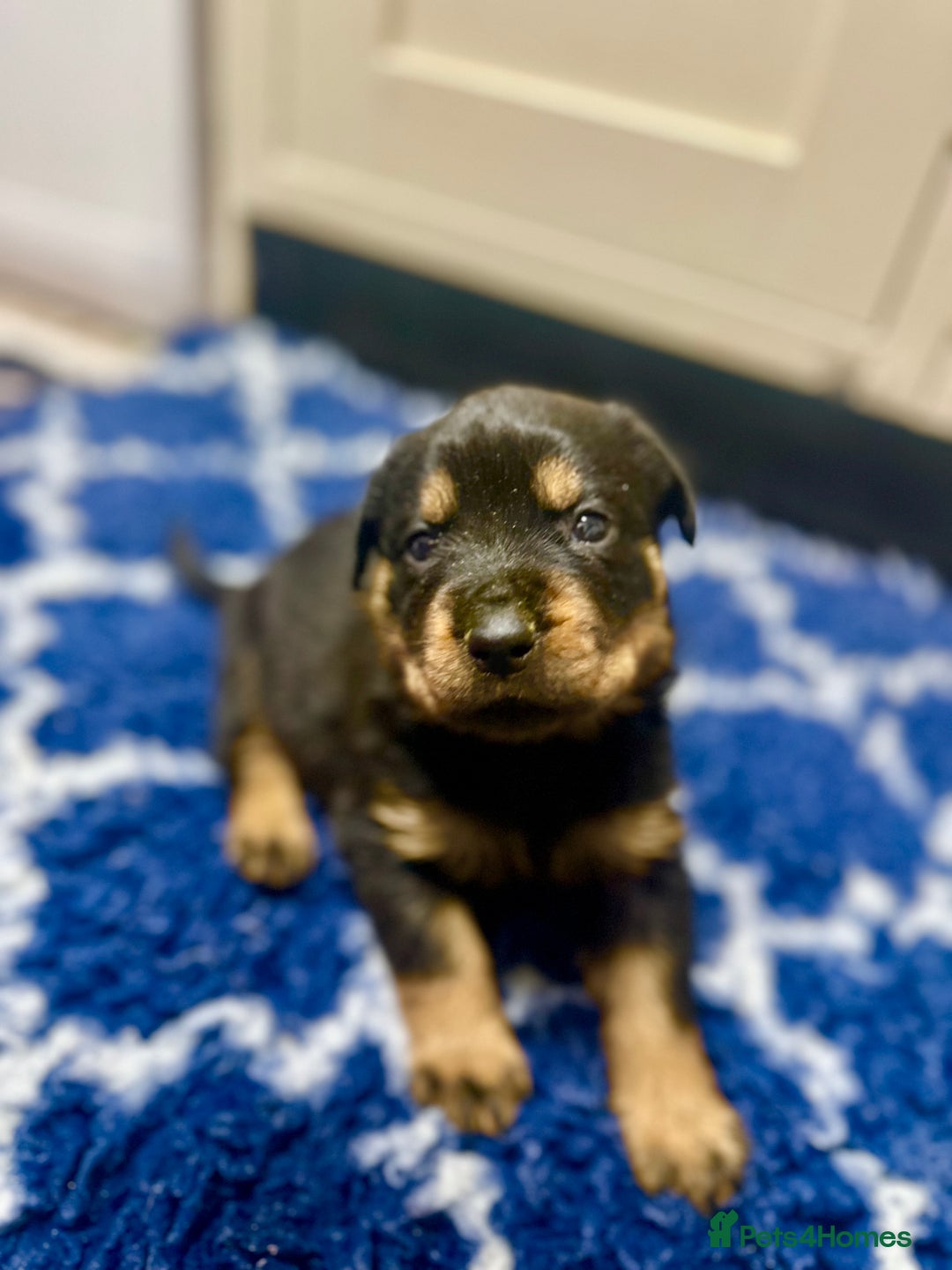 Rottweiler dogs for sale: Stunning Rottweiler puppies 🐶  - Image 20