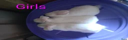 Mixed Breed rabbits for sale: Continental giant cross rex babies READY TO GO NOW - Advert 10