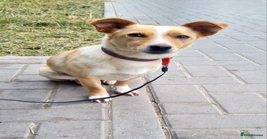 Mixed Breed dogs - Advert 1