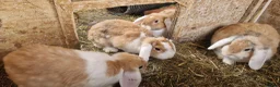 Dwarf Lop rabbits for sale: Friendly, lovely, laidback dwarf lop girls🐰🥰 - Advert 10