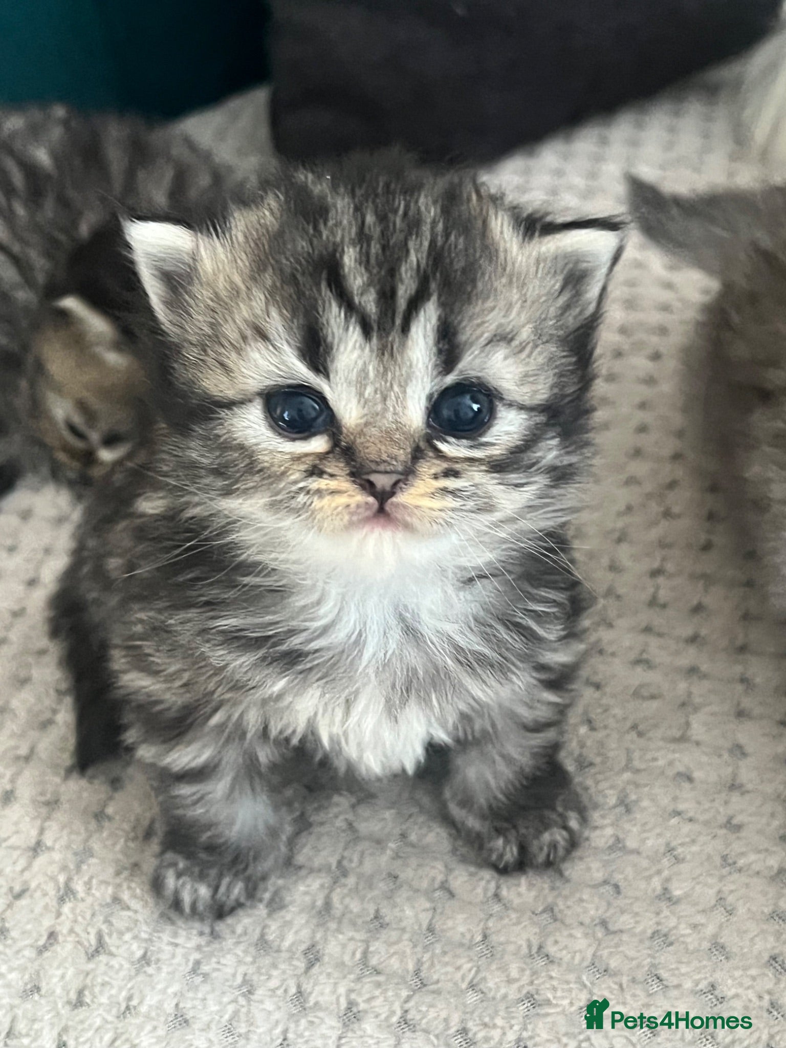 Persian cats Beautiful Purebred Persian Kittens for Sale - Advert 1