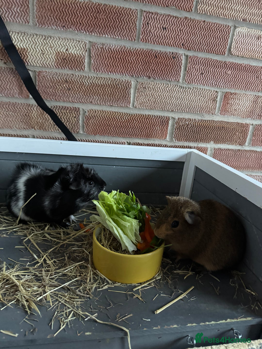 Guinea Pig rodents for sale: 2 x female guinea pigs - Advert 2