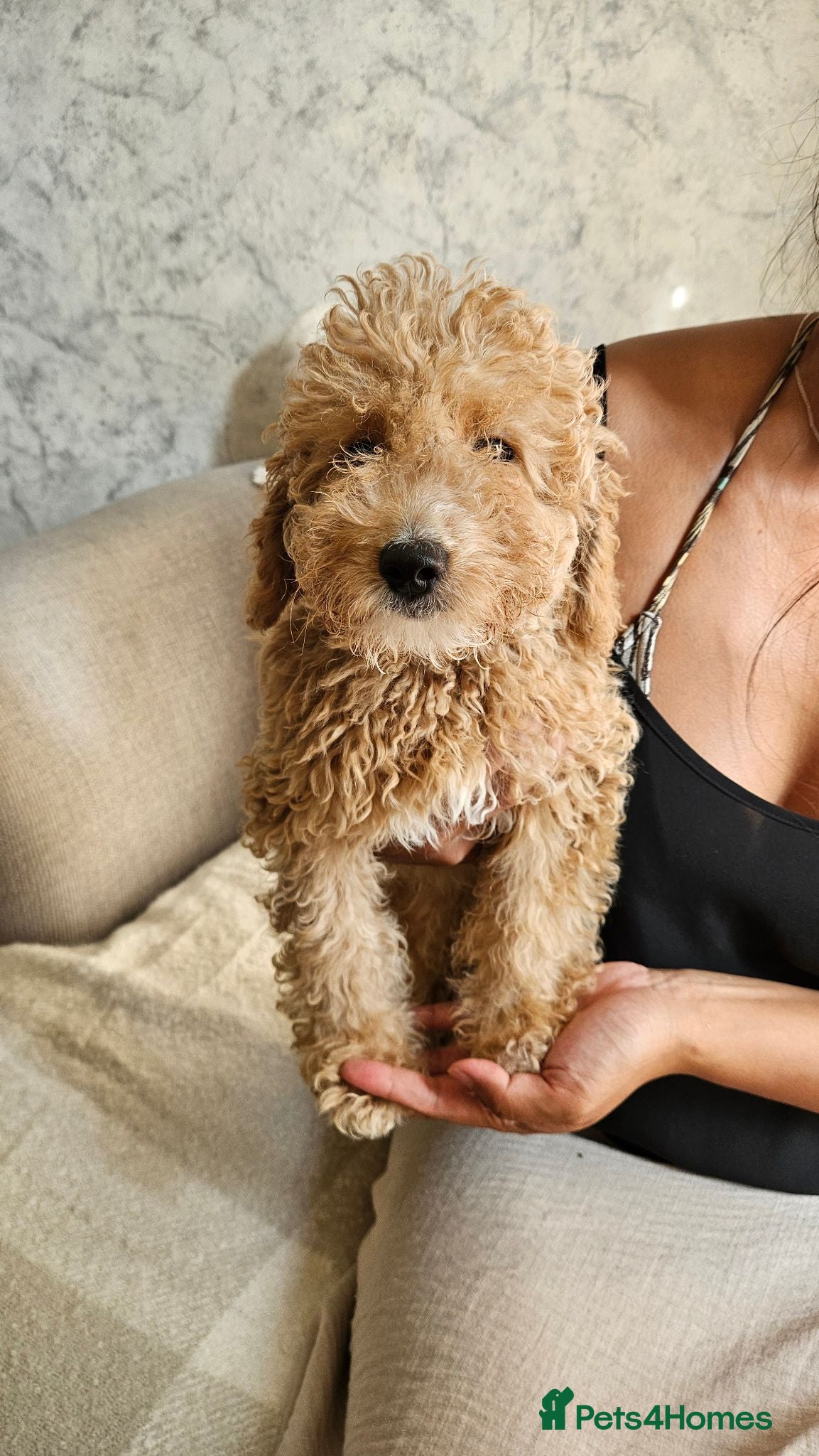 Mini Goldendoodle dogs Small F1B goldendoodle boys ✨️💙 - Advert 2