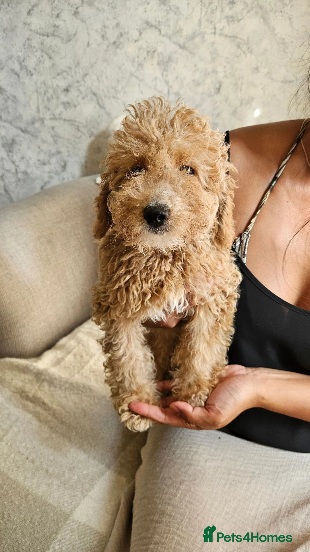 Mini Goldendoodle dogs for sale: Small F1B goldendoodle boys ✨️💙 - Advert 2