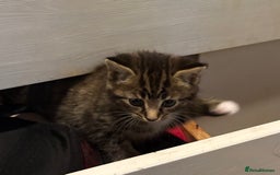 Mixed Breed cats for sale: 4 cheeky kittens ready for their new homes  - Image 13